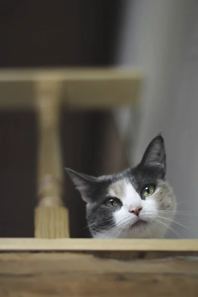 Nahaufnahme Einer Süßen Katze Die Treppenhaus Die Kamera Schaut — Stockfoto