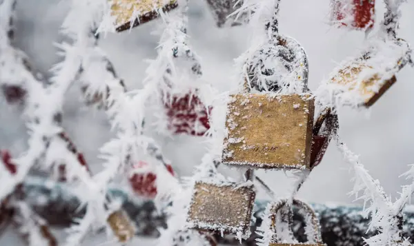 Hoarfrost Branco Cobrindo Cadeados Amor Cerca Líquida Dia Inverno Parque — Fotografia de Stock