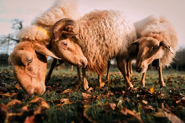 Pecora Bianca Che Pascola Prati Verdeggianti Tra Foglie Secche Cadute — Foto Stock