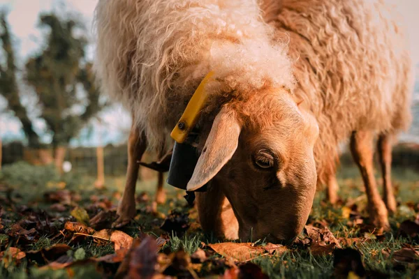 Weiße Schafe Weiden Auf Einer Grünen Wiese Zwischen Trockenem Laub — Stockfoto