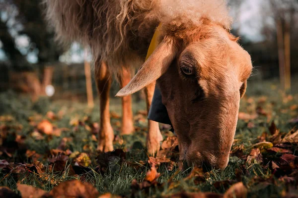 Vita Får Betesgång Grönskande Äng Mellan Faller Torr Lämnar Landsbygden — Stockfoto