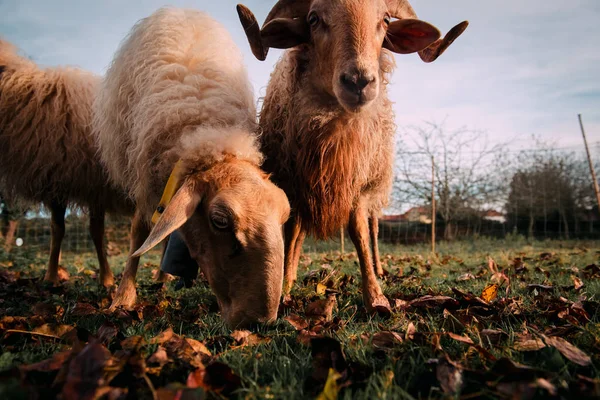 Witte Schapen Die Geweid Groene Weide Tussen Vallen Droge Bladeren — Stockfoto