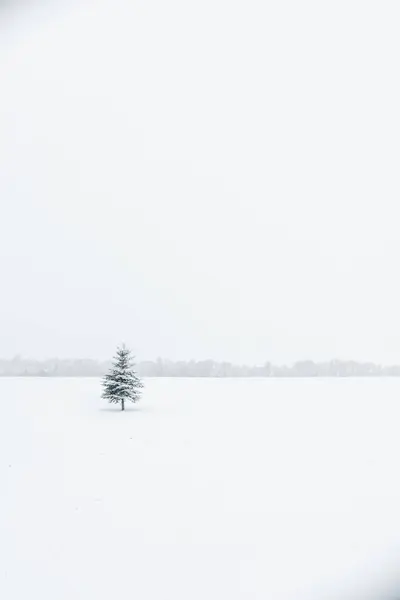 Lonely Coniferous Wood Growing Huge White Field Klaipeda Lithuania — Stock Photo, Image