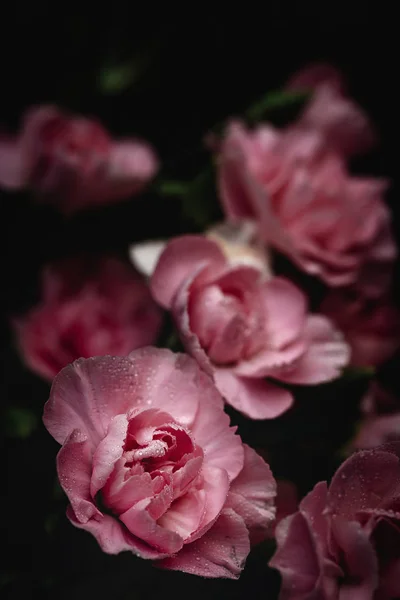 Färsk Bukett Rosa Nejlikor Blommor Mörk Bakgrund — Stockfoto