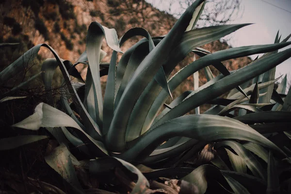 Stora Grönskande Kaktus Växer Kullen — Stockfoto