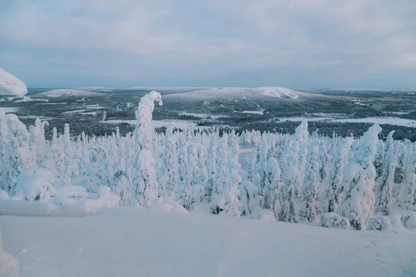 Sněžné Stromy Nádherném Arktickém Lese Úžasné Arktické Krajině — Stock fotografie
