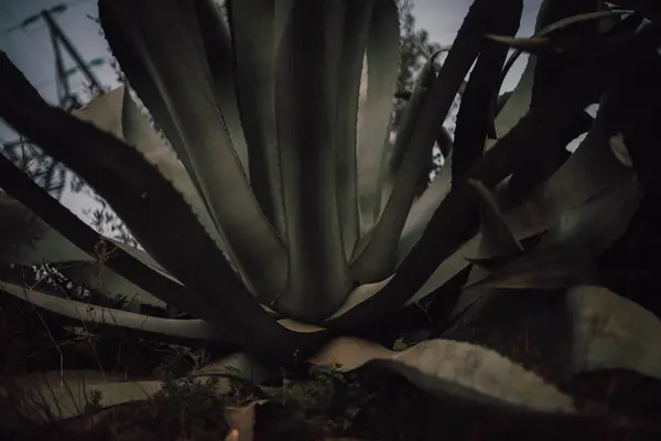 Gran Cactus Verde Creciendo Colina — Foto de Stock