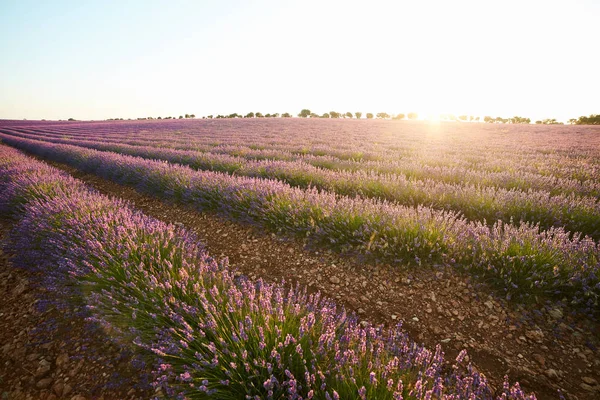 Fileiras Flores Grande Campo Lavanda Violeta Pôr Sol — Fotografia de Stock