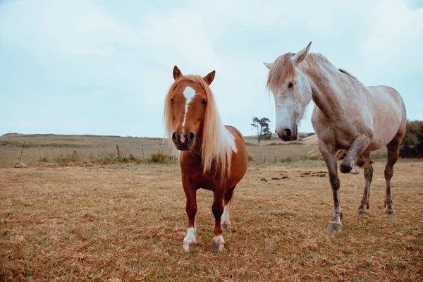 Dois Cavalos Fazenda Campo Outonal — Fotografia de Stock