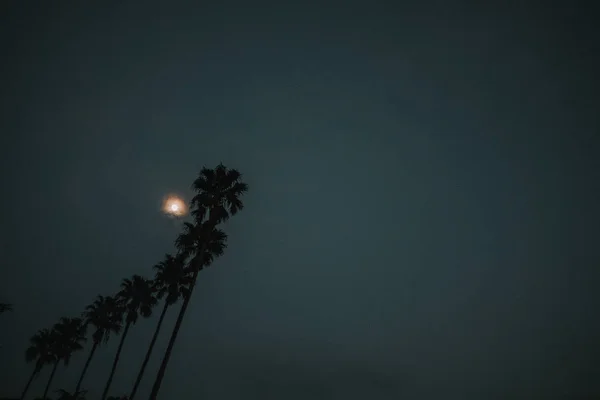 ポルトガルのポルトで素晴らしい夜にヤシのシルエットの上に暗い灰色の空に輝く明るい月 — ストック写真