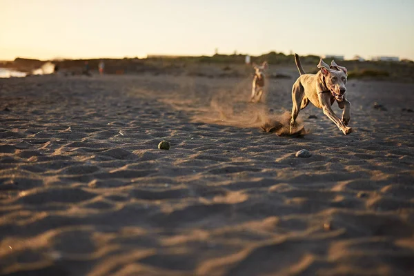 Divertido Perro Playa — Foto de Stock