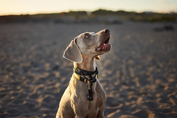 Смешная Собака Пляже — стоковое фото