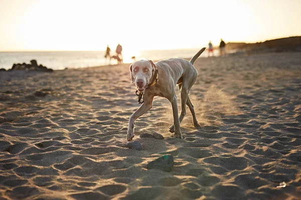 Funny Dog Beach — Stock Photo, Image