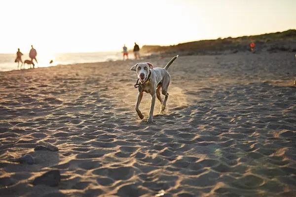 Funny Dog Beach — Stock Photo, Image