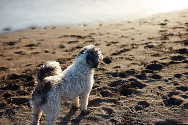 Śmieszny Pies Plaży — Zdjęcie stockowe