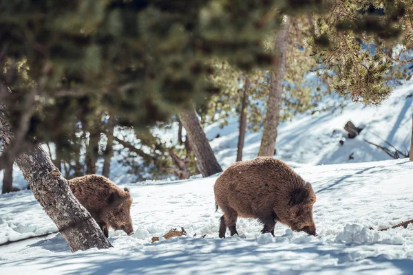 Manada Cerdos Salvajes Que Pastan Bosque Invernal Cerca Las Montañas —  Fotos de Stock