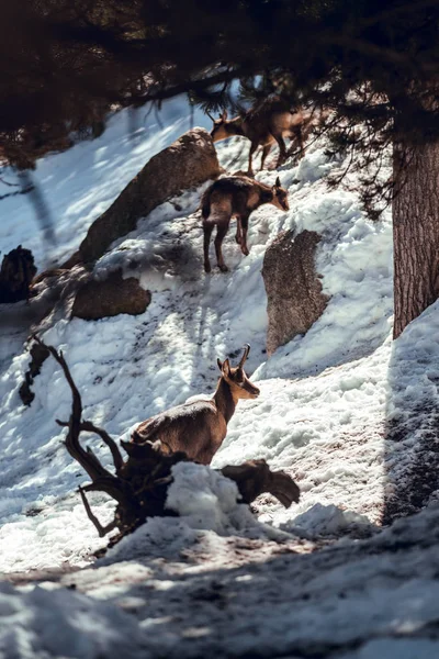 Αγριόκοτες Βόσκουν Στο Βουνό Κοντά Στο Χειμερινό Δάσος Ηλιόλουστη Μέρα — Φωτογραφία Αρχείου