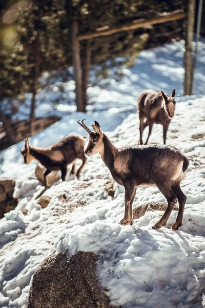Side View Herd Wild Goats Pasturing Mountain Winter Forest Sunny — Stock Photo, Image