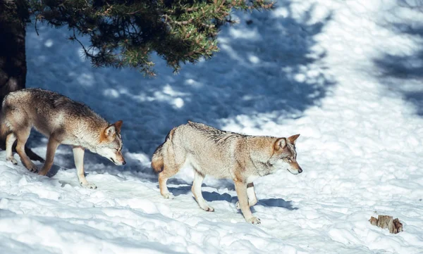 Wilde Wolf Winterbos Nabij Rotshoogte Zonnige Dag Les Angles Pyreneeën — Stockfoto