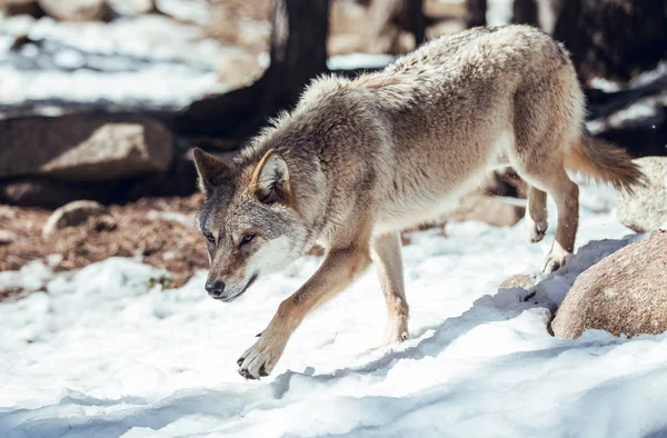 Wilder Wolf Winterwald Der Nähe Eines Felshügels Sonnigen Tagen Les — Stockfoto