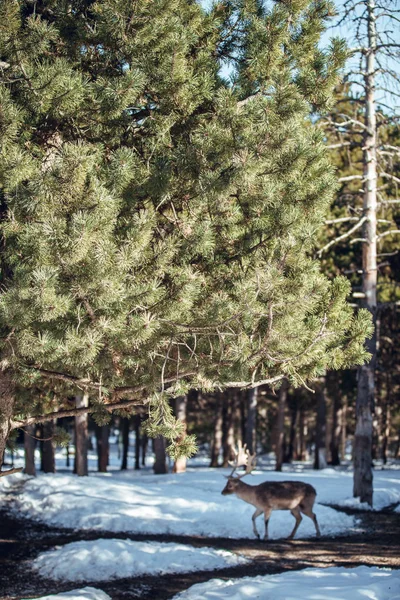 Cervo Selvatico Sulla Neve Nella Foresta Invernale Nella Giornata Sole — Foto Stock