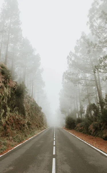 Асфальтовая Дорога Туманном Лесу — стоковое фото