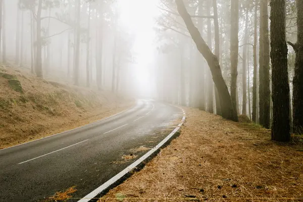 Asphalt Road Foggy Forest — Stock Photo, Image