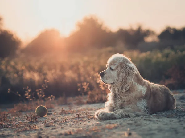 Funny American Cocker Spaniel Dog Lying Ground Plants Sunset — Stock Photo, Image