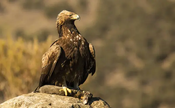 Águila Salvaje Furiosa Sentada Rama Del Árbol Con Conejo Sobre — Foto de Stock