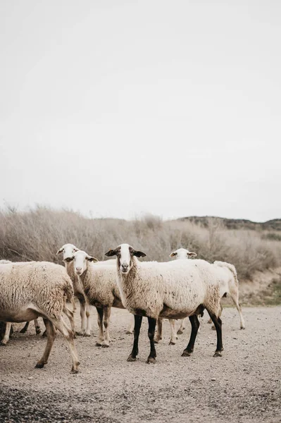 Schafe Laufen Und Grasen Der Landschaft Bewölkten — Stockfoto