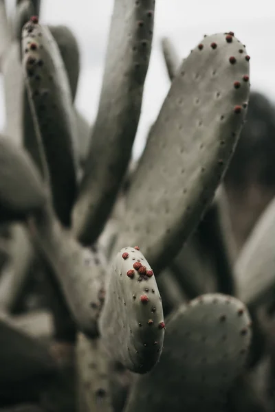 Nahaufnahme Wunderbarer Grüner Kaktus Mit Winzigen Stacheligen Dornen Der Landschaft — Stockfoto