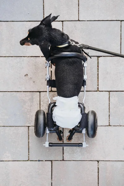 Paralyzed Handicapped Dachshund Dog Wheelchair Walking Street — Stock Photo, Image