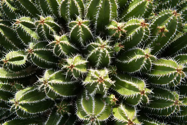 Amazing Prickly Cactus Growing Sunny Day Garden — Stock Photo, Image