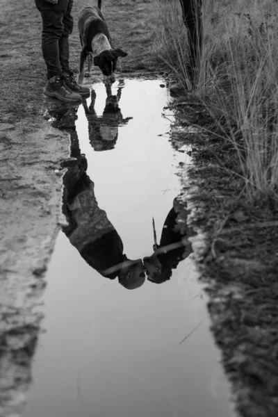 Black White Water Slop Reflection Couple Kissing Road Dog — ストック写真