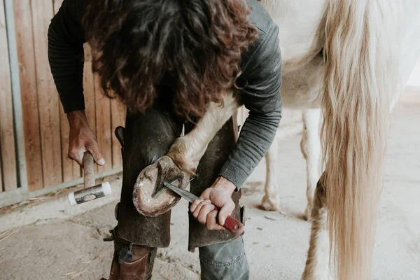 Çiftliğin Yakınındaki Ahıra Nalı Koymak Için Çekiç Kullanan Yetişkin Demircinin — Stok fotoğraf