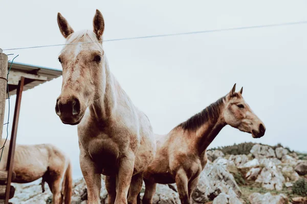 Horses Pasturing Field Dry Grass Mountains — Stock Photo, Image