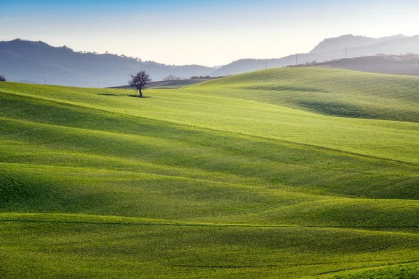 Panoramic View Endless Green Fields Bright Sunlight Italy — Stock Photo, Image