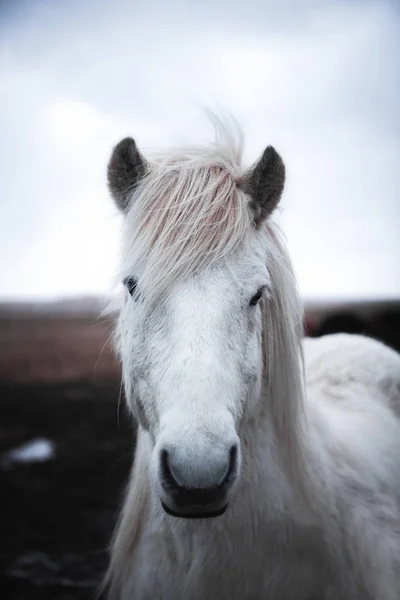 Primer Plano Del Caballo Blanco Aire Libre Islandia —  Fotos de Stock