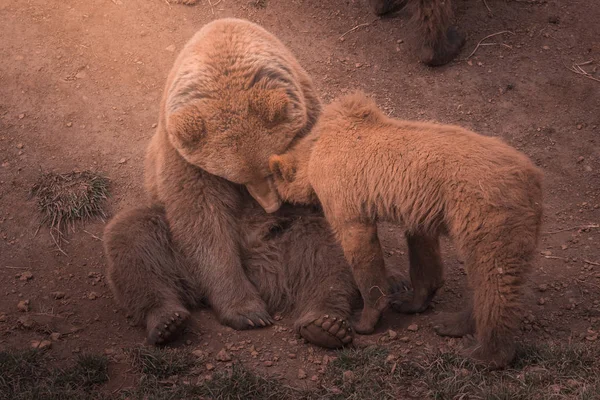 Bärenmutter Spielt Mit Bärenjungen — Stockfoto