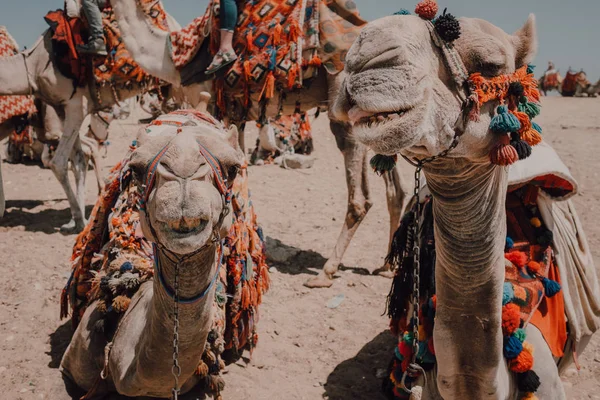 エジプトのカイロ近くの砂漠でキャラバンと一緒に旅行中にカメラの近くに立って装飾的な鞍を持つ2頭のラクダ — ストック写真