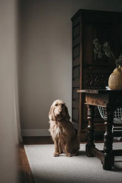 Ενηλίκων Λυπηρό Όμορφο Χνουδωτό Καθαρόαιμο Σκυλί Κάθεται Στο Χαλί Κοντά — Φωτογραφία Αρχείου