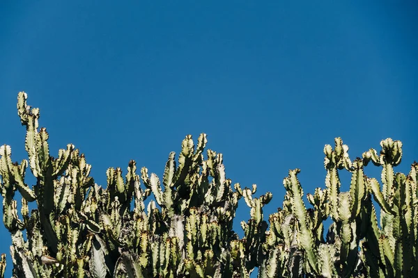 Uzun Yeşil Ile Kaktüs Closeup Açık Mavi Gökyüzüne Karşı Büyüyen — Stok fotoğraf