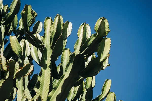 Closeup Cactus Tall Green Stems Growing Clear Blue Sky — Stock Photo, Image