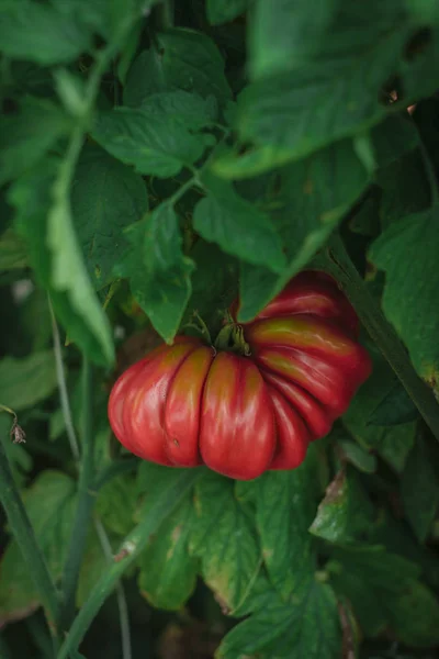 Pomodoro Rosso Maturo Appeso Tra Foglie Verdi Sulla Pianta Giardino — Foto Stock