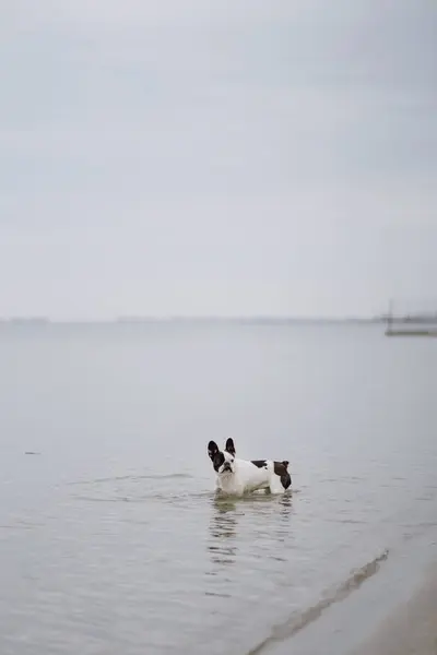 Gefleckte Französische Bulldogge Steht Trüben Tagen Meerwasser — Stockfoto