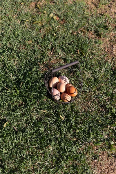 Metal Basket Fresh Eggs Placed Green Lawn — Stock Photo, Image
