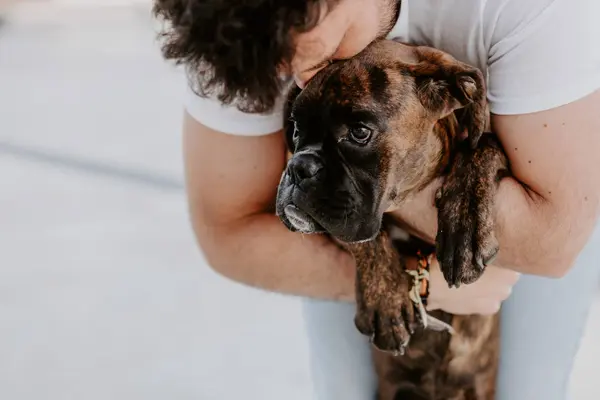 Adorable Chien Boxeur Réfléchi Dans Les Mains Propriétaire Liaison Attentionné — Photo