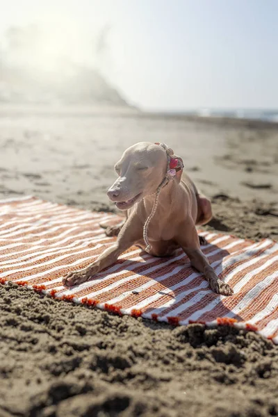 Kleiner Hund Halsband Liegt Bei Sonnigem Wetter Auf Handtuch Strand — Stockfoto