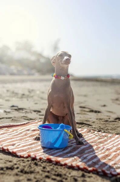 Verspielter Hund Sitzt Auf Teppich Mit Spielzeug Sandstrand Sonnenlicht — Stockfoto