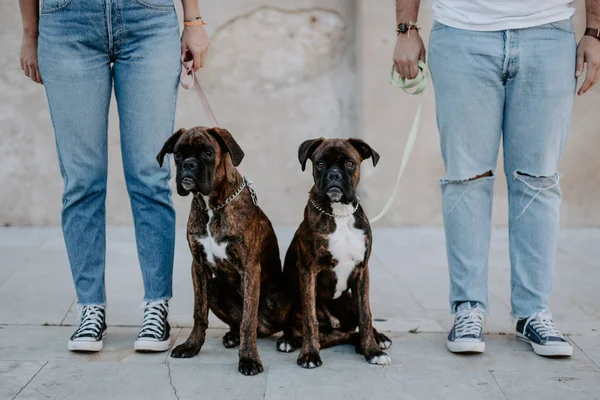 Adoráveis Boxers Elegantes Sobre Trela Curiosamente — Fotografia de Stock